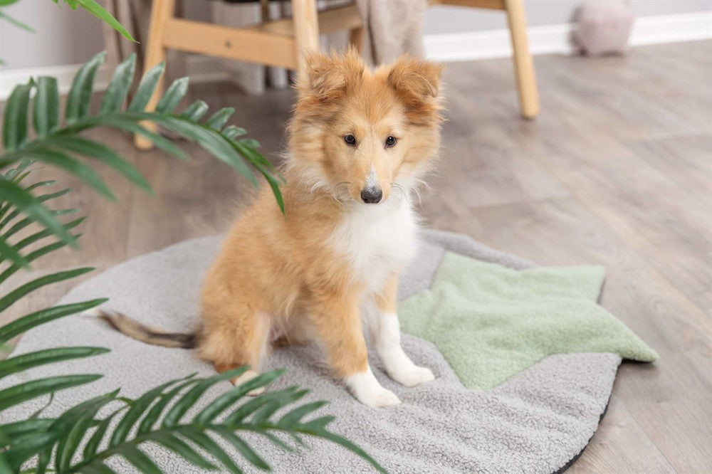 Trixie Junior Dyna Grå