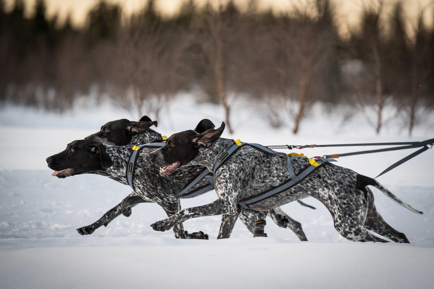 Seleverkstedet Nome Racing Dragsele