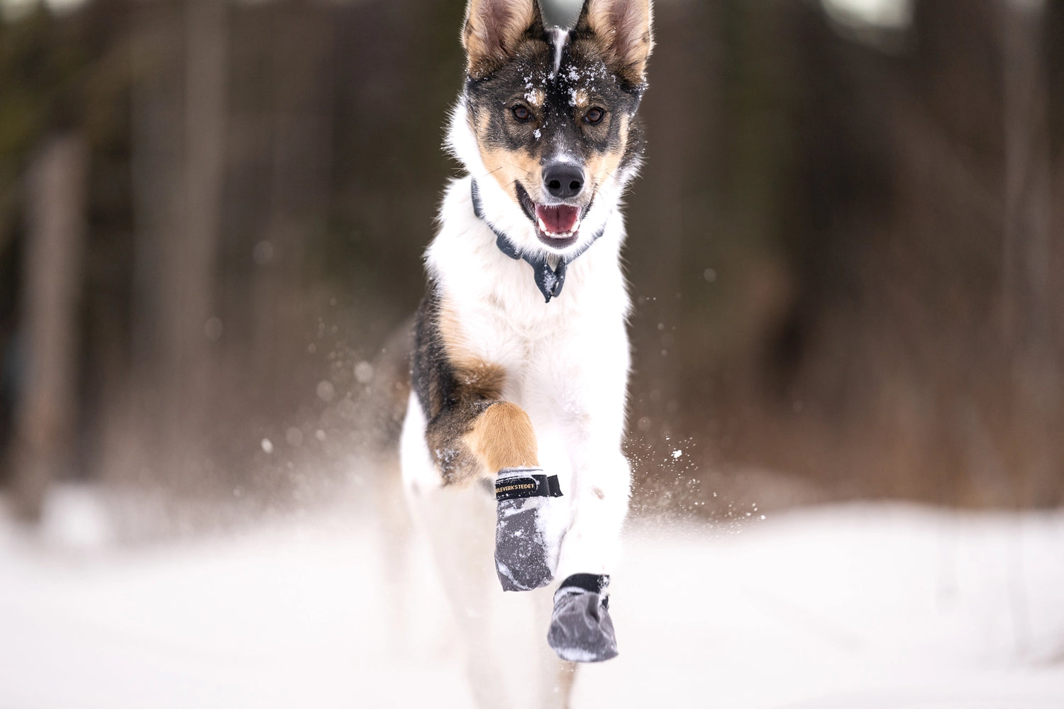 Seleverkstedet Endurance Grey Hundskor 4-pack