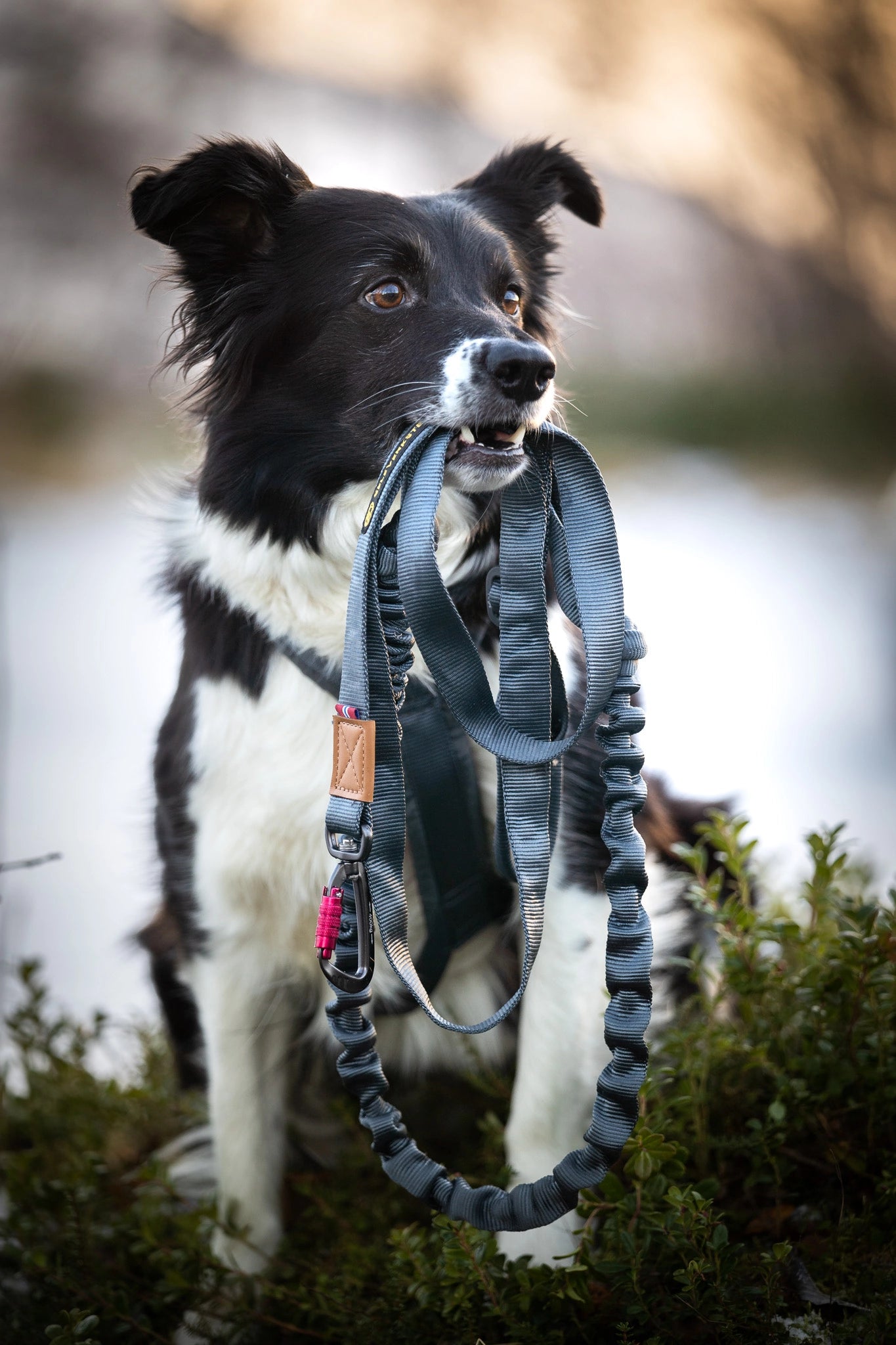 Seleverkstedet Draglina Rush Joring