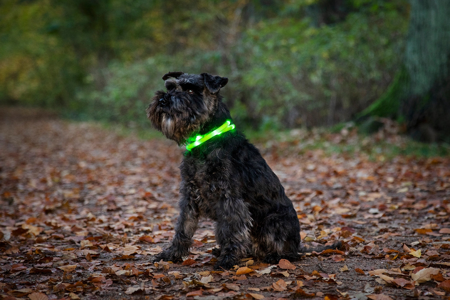 Dogman Blinkhalsband LED