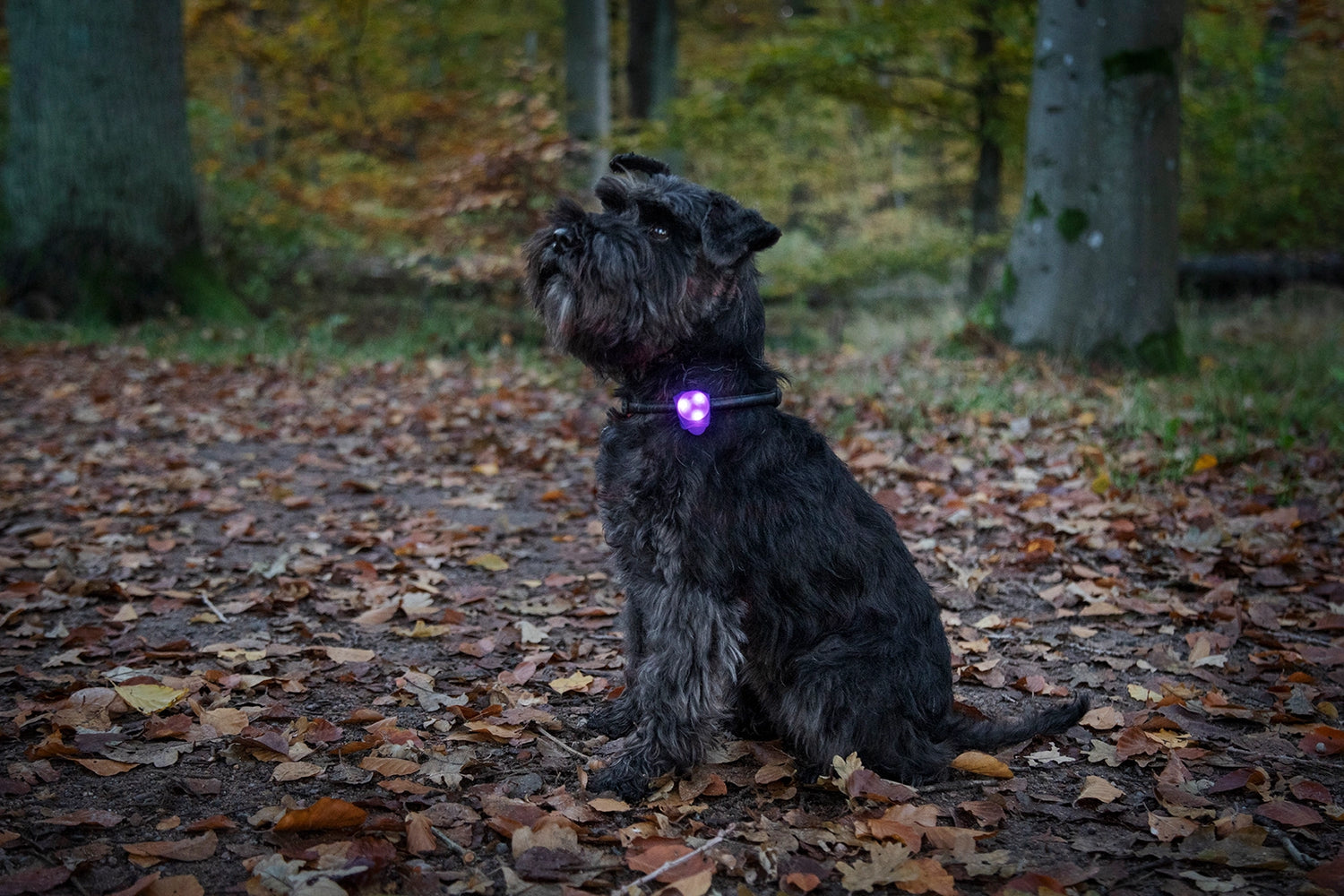 Dogman Blinklampa Basic LED