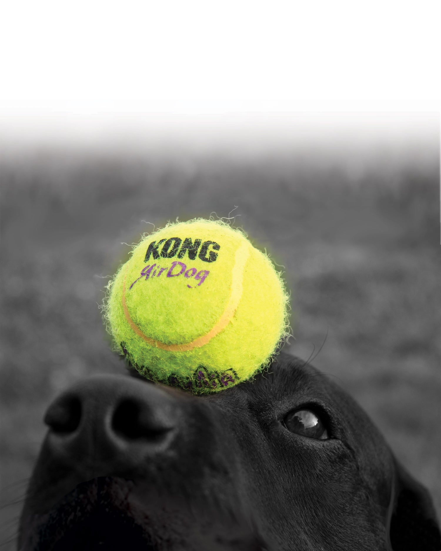 Kong Leksak SqueakAir TennisBall