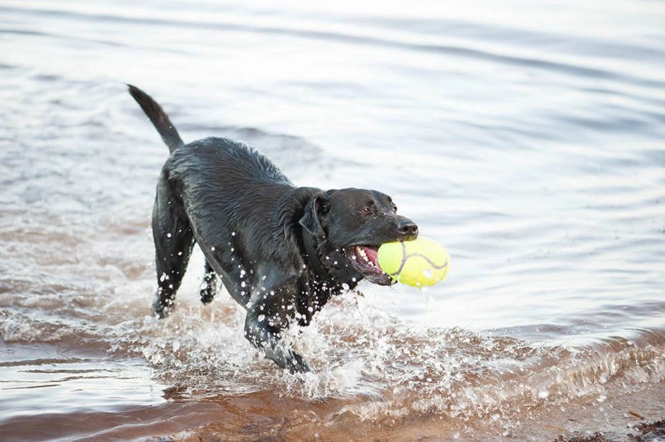 Kong Leksak AirDog Football