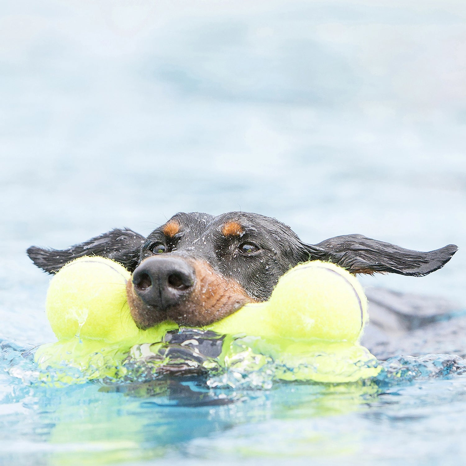Kong Leksak AirDog Squeaker Bone 16x4.5x7.5 cm