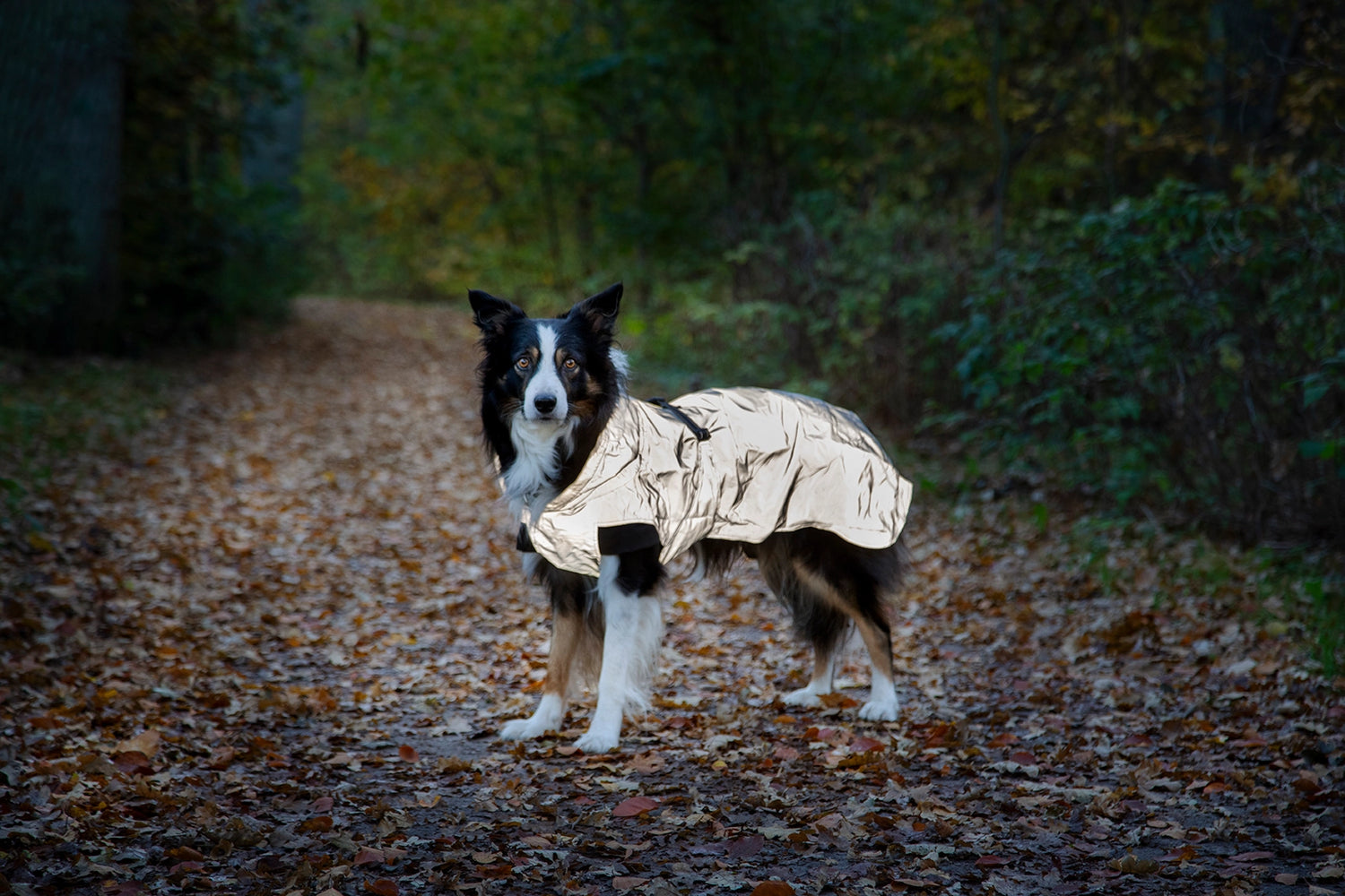 Dogman Ralf Light Reflextäcke