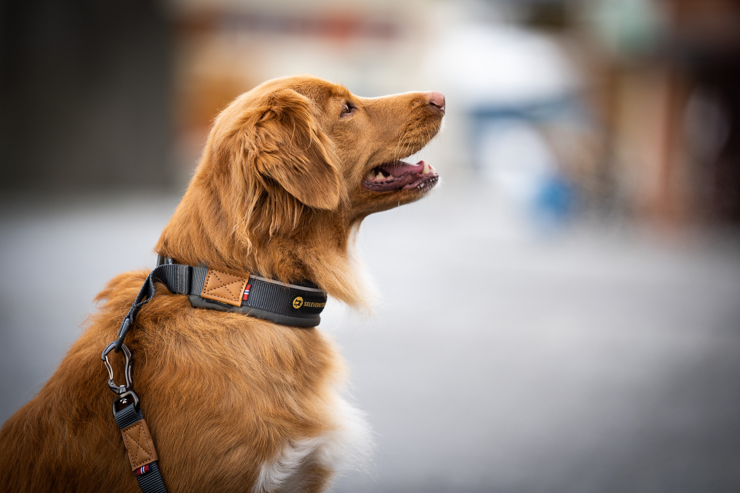 Seleverkstedet Secure Hundhalsband