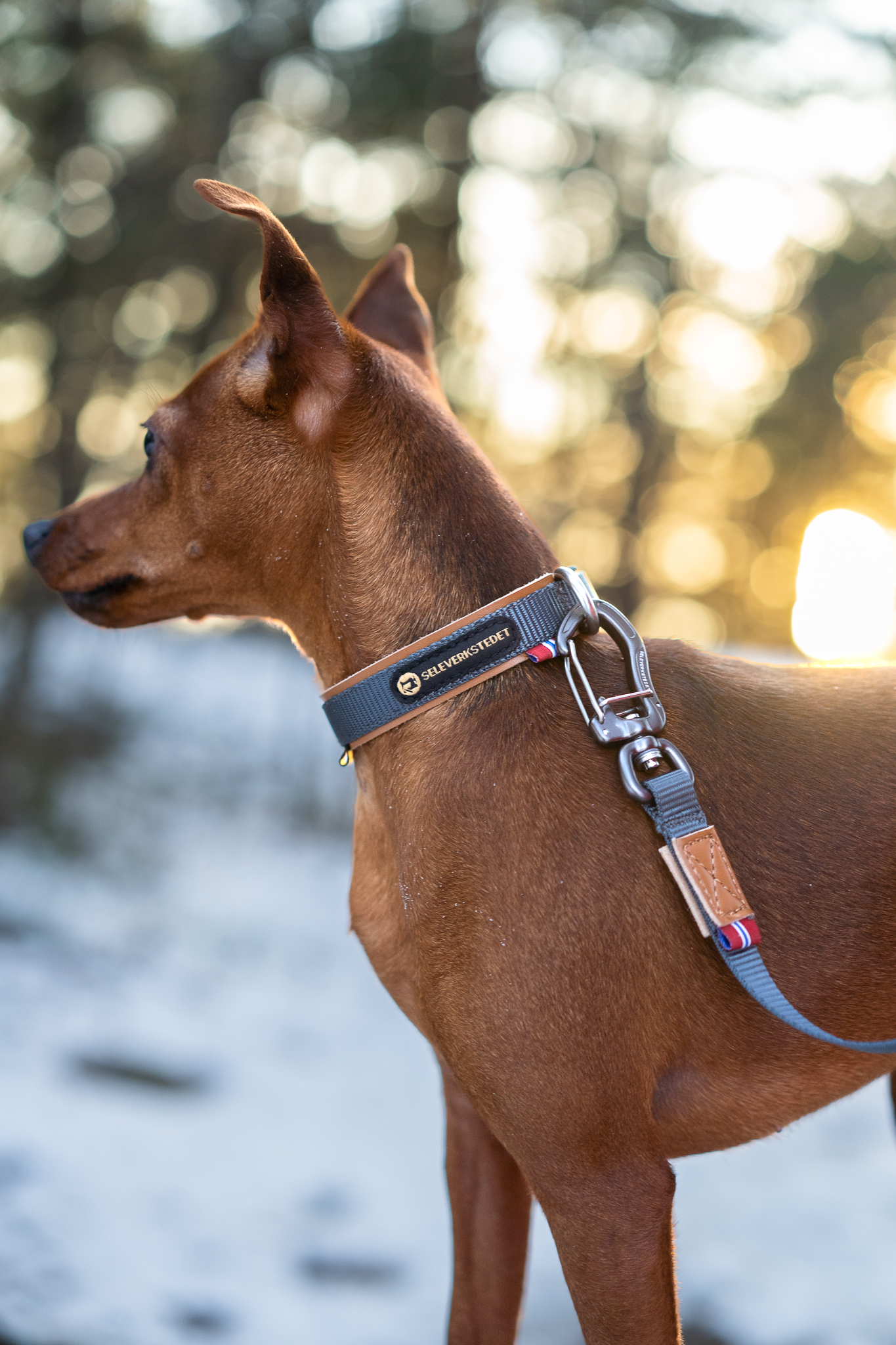 Seleverkstedet Secure Hundhalsband