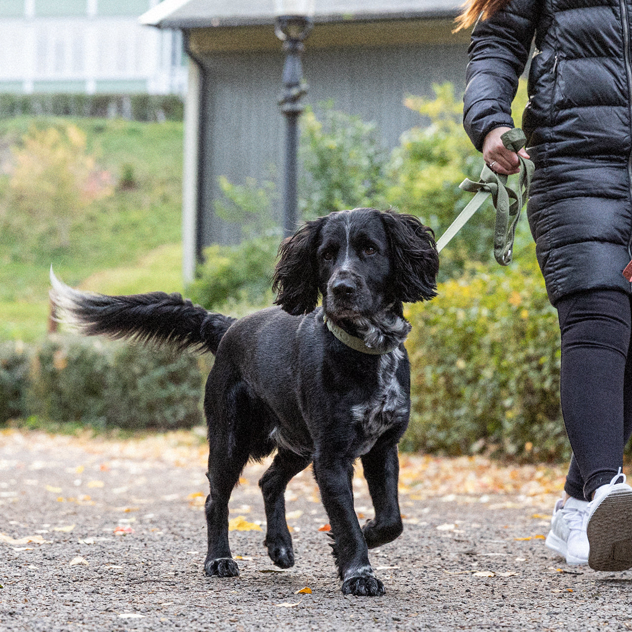 Denjo Dogs Hundkoppel Everyday Logo