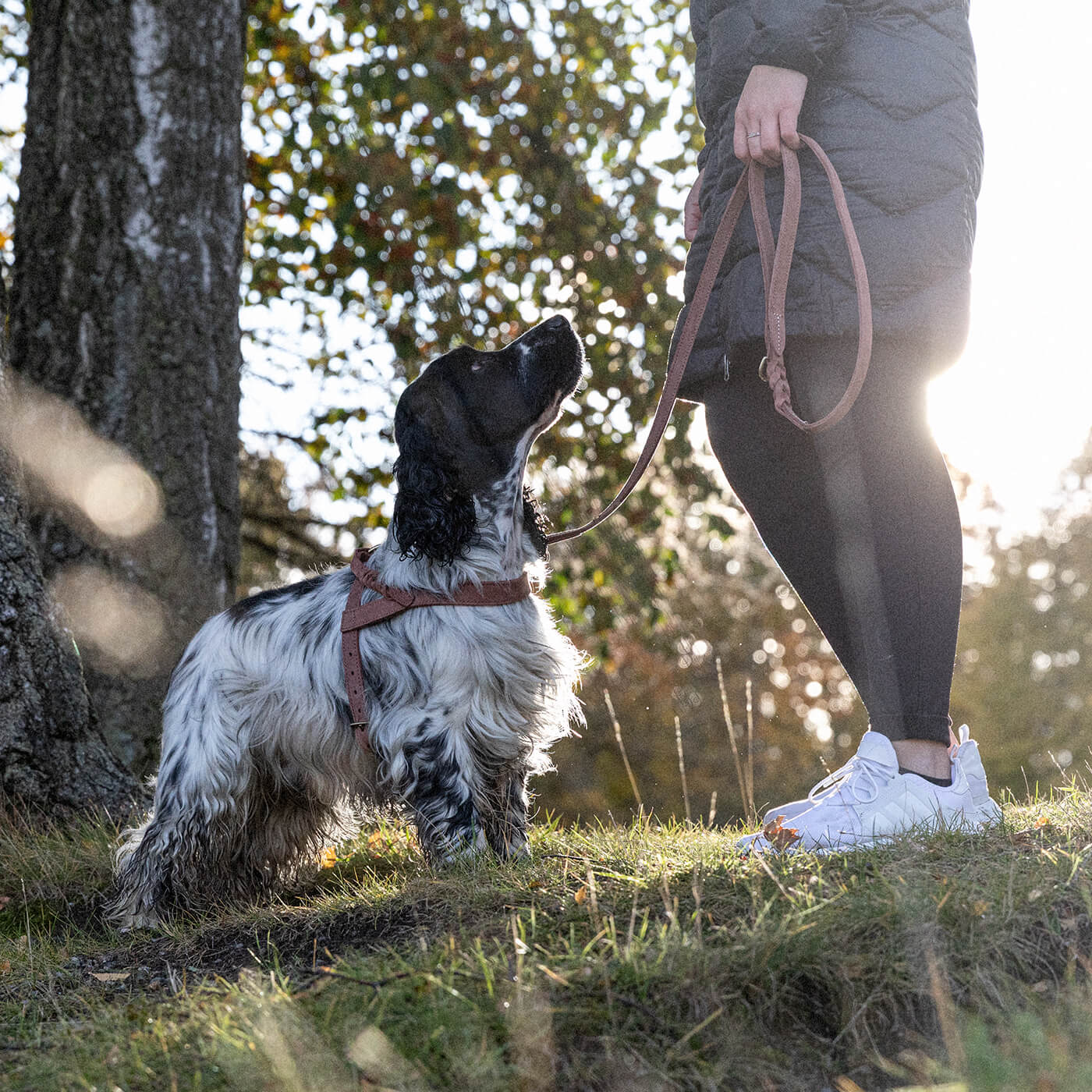 Denjo Dogs Hundsele Stockholm Läder