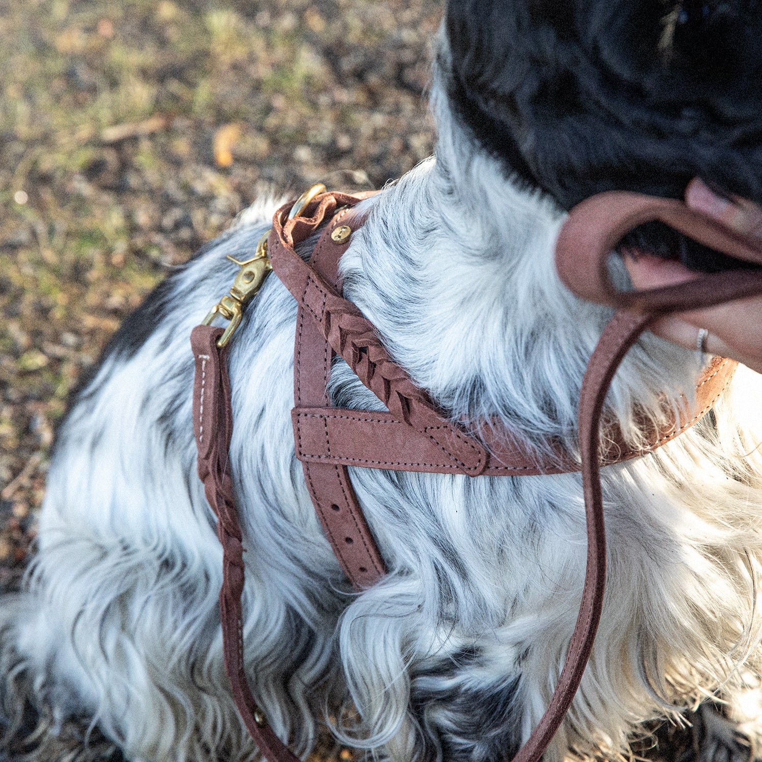 Denjo Dogs Hundsele Stockholm Läder